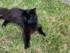 MISSING CAT HUNTER &ndash; B24 8EX &ndash; REWARD OFFERED