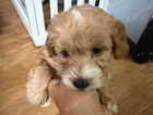 Puppy