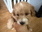 puppy
