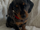puppy