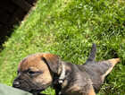 Puppy