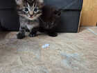 Kitten