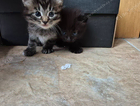 kitten  don't know sex