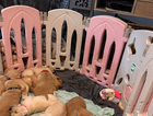 puppy