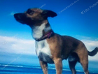 Lost chihuahua/ jack russel