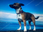 Lost dog eh17