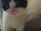 Kitten