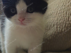 kitten