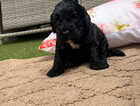 Puppy