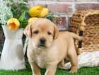 Puppy