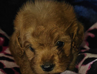 puppy