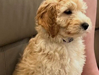 puppy