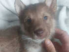 Puppy