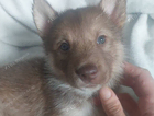 puppy