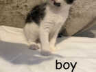 Kitten