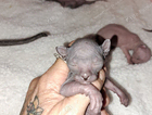 kitten