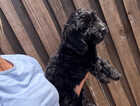 Puppy