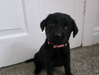 puppy