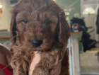 puppy
