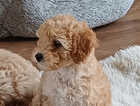 Puppy