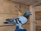 Lost a pigeon