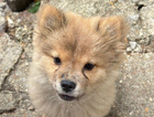 puppy