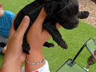 puppy
