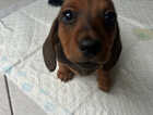 Puppy