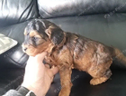 puppy