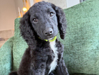 green collar boy