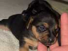 Puppy