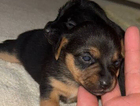 puppy