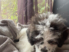 puppy