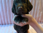 puppy