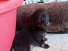 Puppy