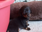 puppy