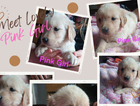 pink girl