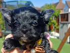 puppy  yellow