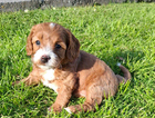 puppy