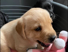 puppy