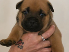puppy