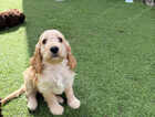 Puppy