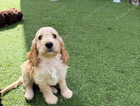 puppy