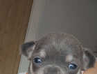 Puppy