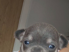 puppy