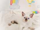 Kitten