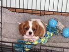 puppy
