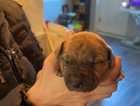 puppy
