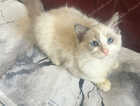 Kitten