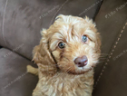 puppy